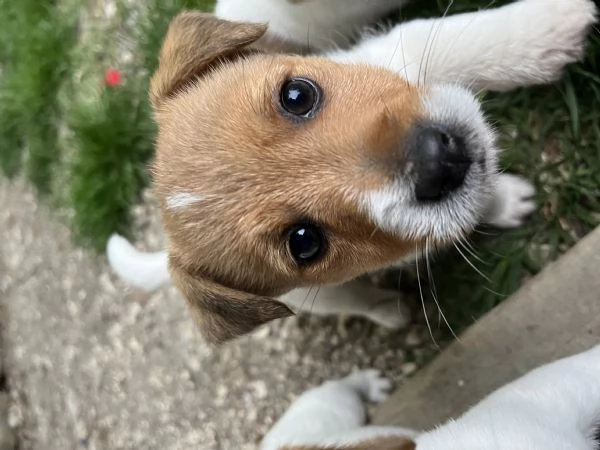 Cuccioli di jack russell terrier  | Foto 1