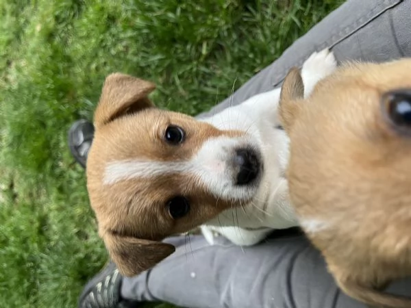 Cuccioli di jack russell terrier 