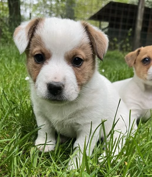 Cuccioli di jack russell terrier  | Foto 0