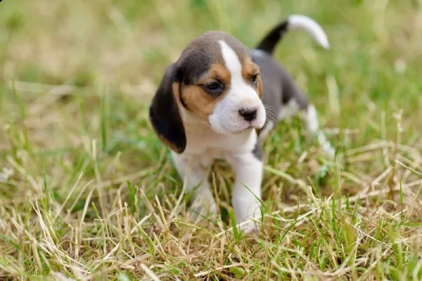 disponibile cucciola di beagle