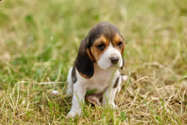 disponibile cucciola di beagle | Foto 2