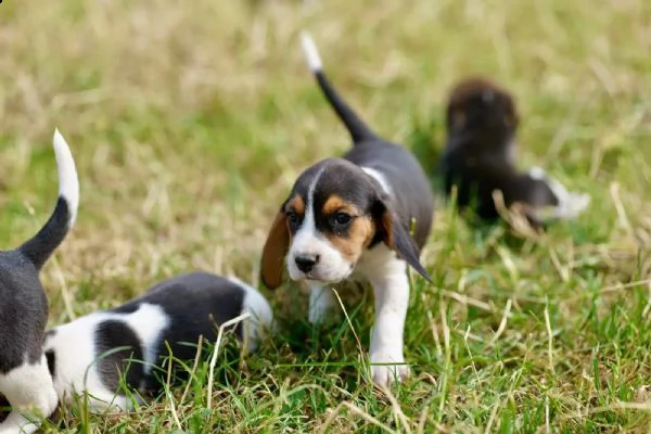 disponibile cucciola di beagle | Foto 1