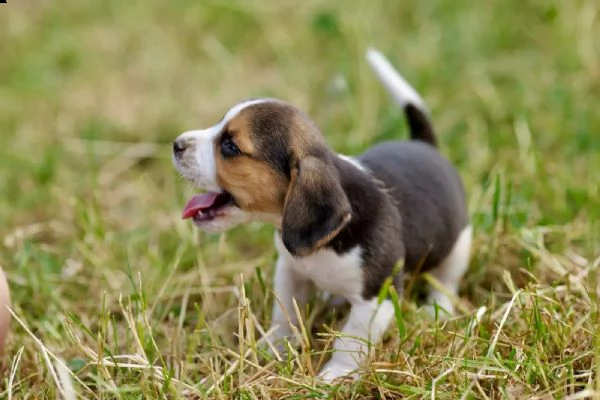 disponibile cucciola di beagle | Foto 0