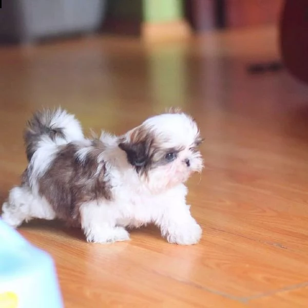 bellissimi cuccioli di shih tzu di razza pura pronti per partire | Foto 3