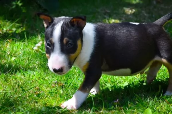 splendidi cuccioli di bull terrier | Foto 3