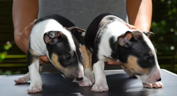 splendidi cuccioli di bull terrier | Foto 2