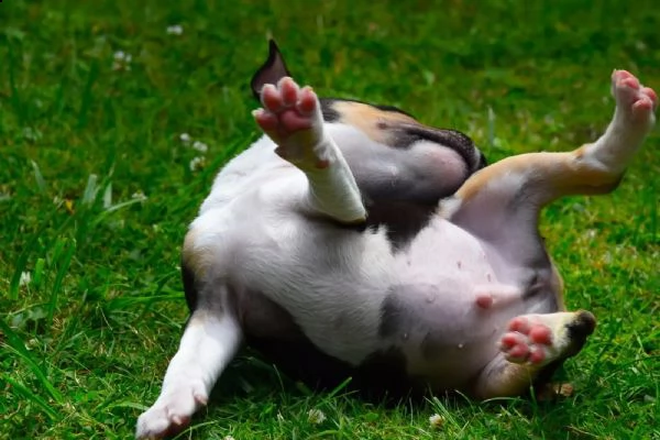 splendidi cuccioli di bull terrier