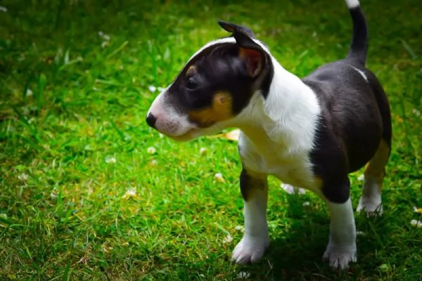 splendidi cuccioli di bull terrier | Foto 1