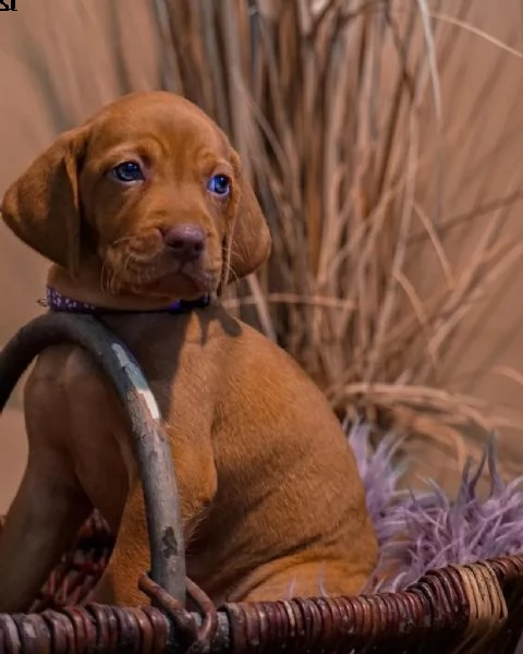 magyar vizsla cuccioli maschi e femmine in pronta consegna | Foto 4
