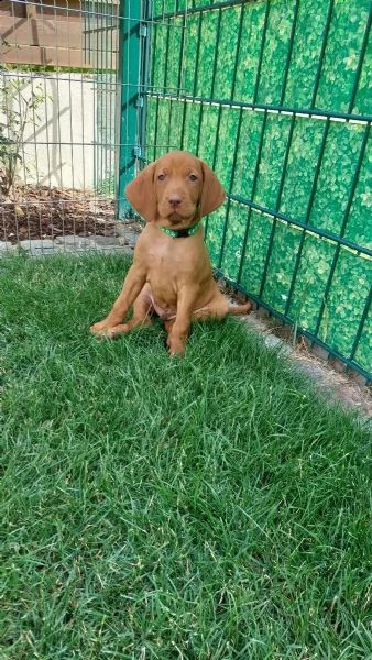 magyar vizsla cuccioli maschi e femmine in pronta consegna