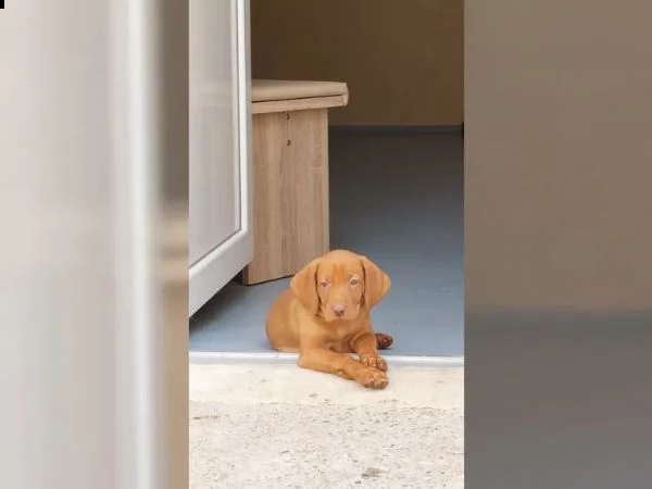 magyar vizsla cuccioli maschi e femmine in pronta consegna | Foto 3