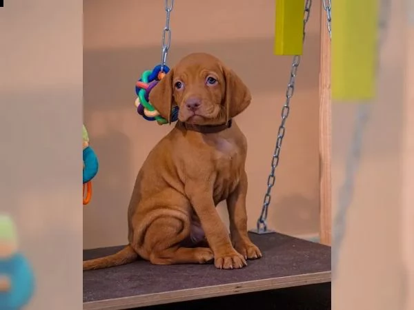 magyar vizsla cuccioli maschi e femmine in pronta consegna | Foto 2