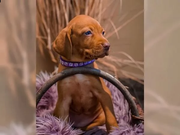 magyar vizsla cuccioli maschi e femmine in pronta consegna | Foto 1