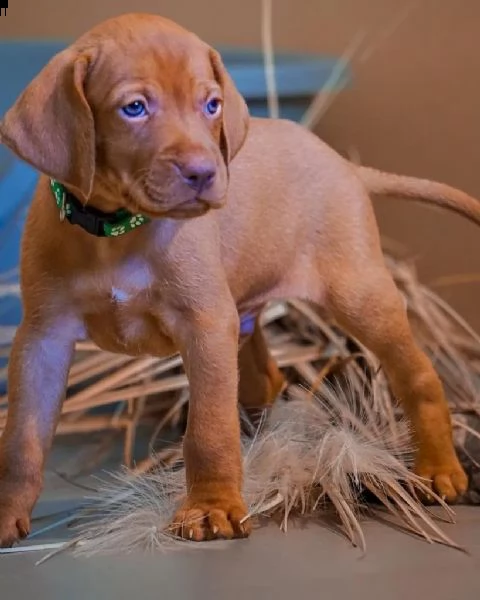 magyar vizsla cuccioli maschi e femmine in pronta consegna | Foto 0