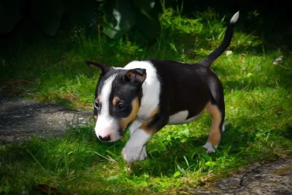 3 splendidi cuccioli di bull terrier | Foto 1