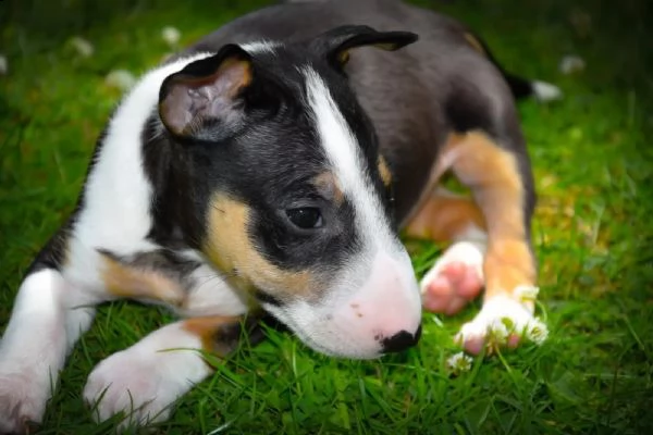 3 splendidi cuccioli di bull terrier | Foto 0