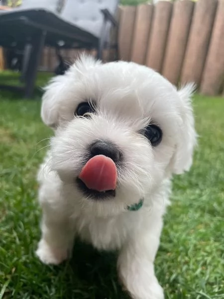 disponibili cuccioli maltesi toy tre  | Foto 2