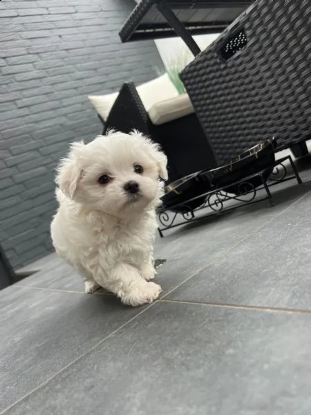 disponibili cuccioli maltesi toy tre 