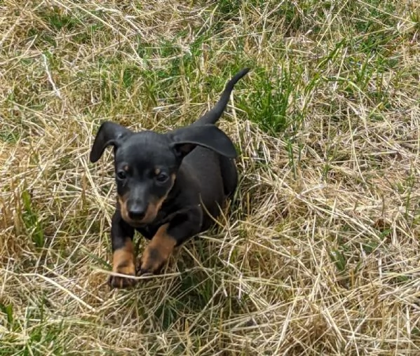 cuccioli di bassotto pelo corto taglia piccola