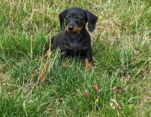 cuccioli di bassotto pelo corto taglia piccola | Foto 3