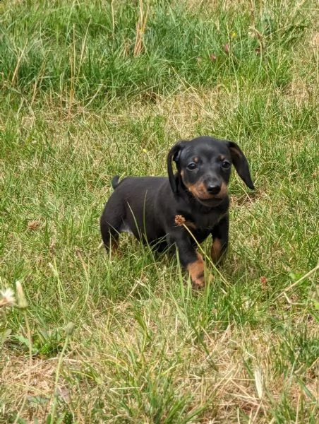 cuccioli di bassotto pelo corto taglia piccola | Foto 2