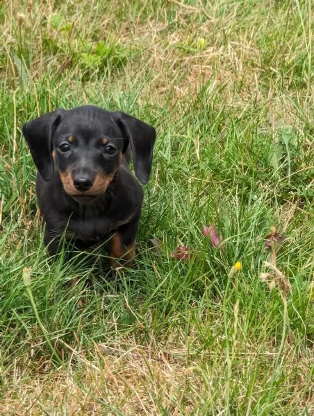 cuccioli di bassotto pelo corto taglia piccola | Foto 1