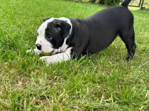 tre meravigliosa cucciolata di pitbull miele | Foto 1
