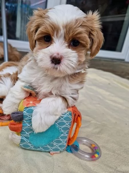 dolcissimi cuccioli di havanese | Foto 2