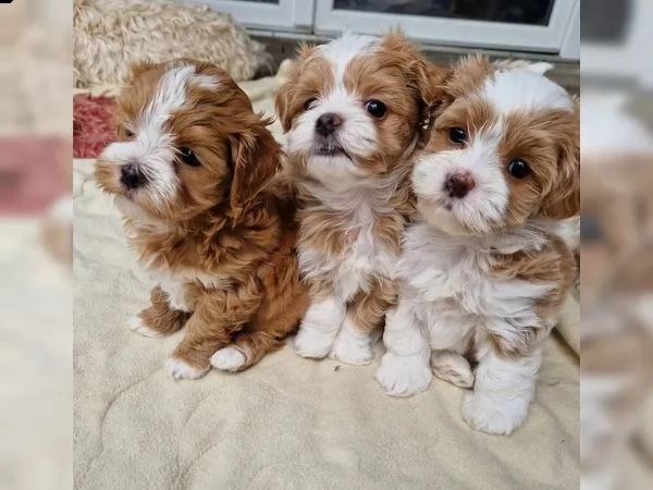 dolcissimi cuccioli di havanese | Foto 1