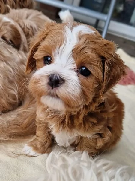 dolcissimi cuccioli di havanese | Foto 0