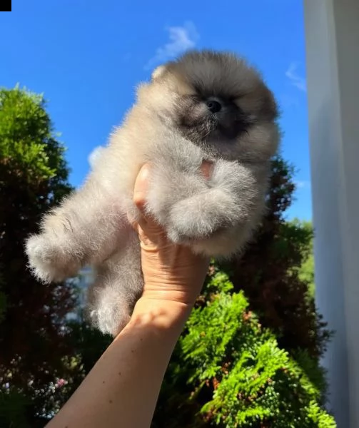 volpini di pomerania con pedigree | Foto 0