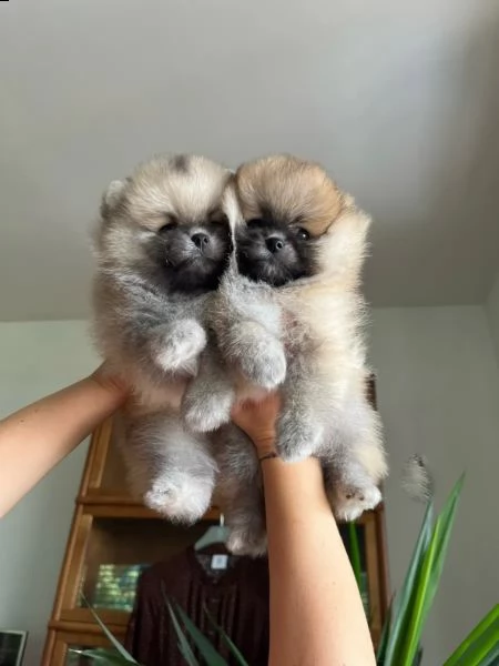 volpini di pomerania con pedigree