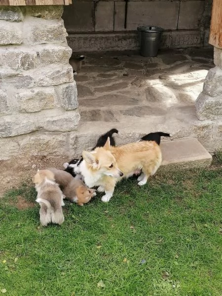 cuccioli di welsh corgi pembroke | Foto 3