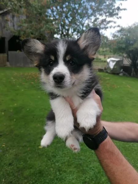 cuccioli di welsh corgi pembroke | Foto 2