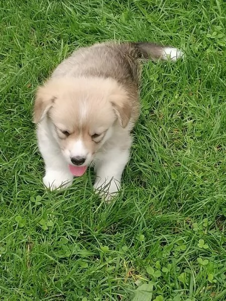 cuccioli di welsh corgi pembroke | Foto 1