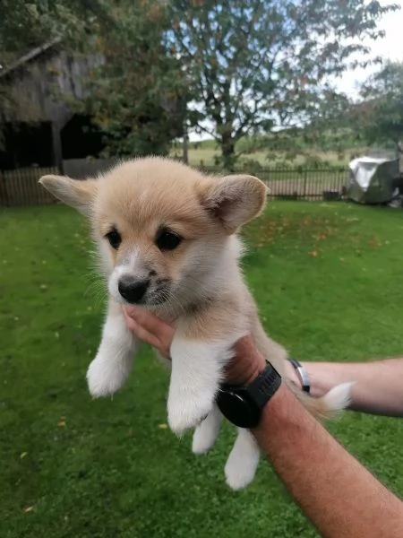 cuccioli di welsh corgi pembroke | Foto 0
