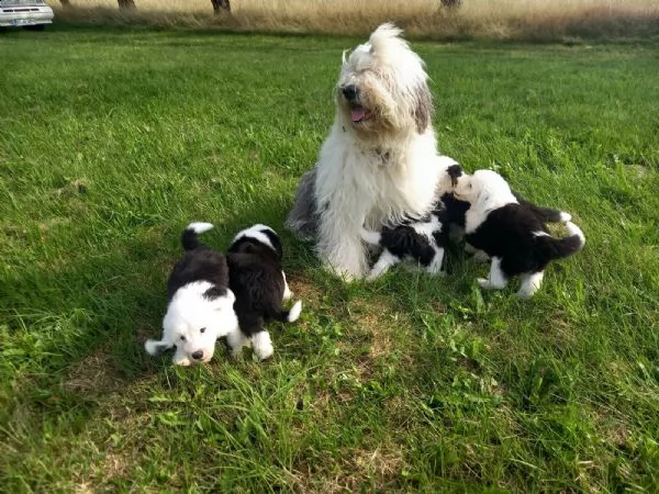 disponibili cuccioli di bobtail | Foto 0