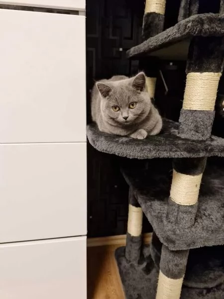 Adorabili gattini di razza British Shorthair BKH per il reinserimento | Foto 1