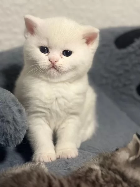 Regalo due cucciole british shorthair