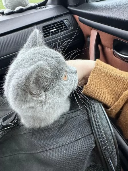 Regalo due cucciole british shorthair | Foto 0