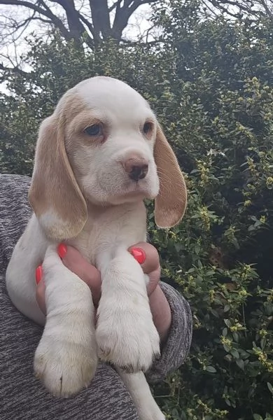 BEAGLE Carini e fantastici Cuccioli | Foto 1