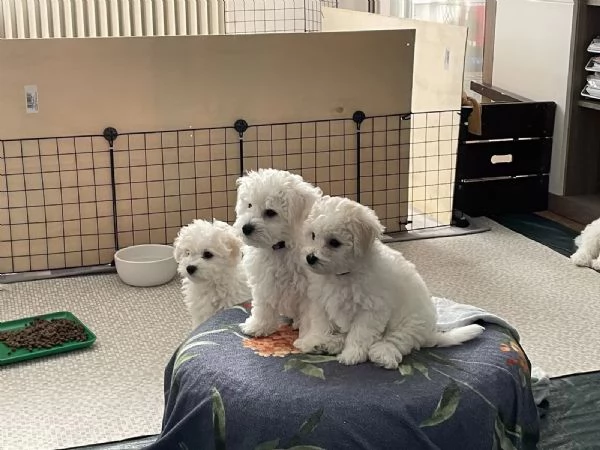 Cuccioli di Bichon Frise di 90 giorni  | Foto 3