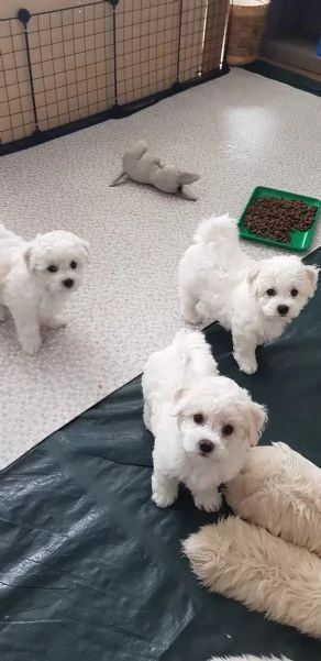Cuccioli di Bichon Frise di 90 giorni  | Foto 1