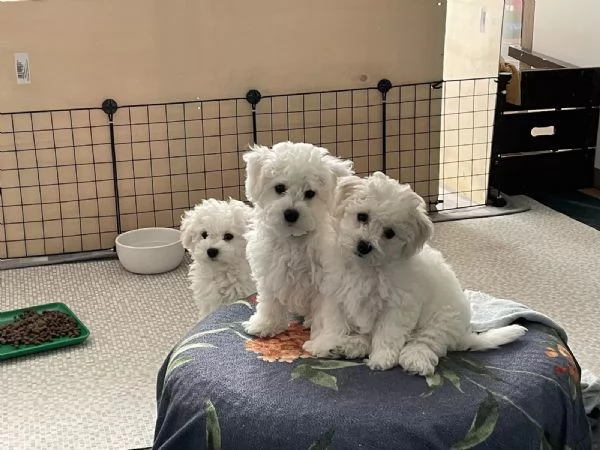 Cuccioli di Bichon Frise di 90 giorni  | Foto 0