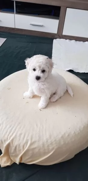 Cuccioli di Bichon Frise di 90 giorni 