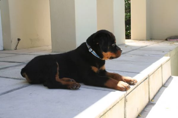 cuccioli di rottweiler  | Foto 0