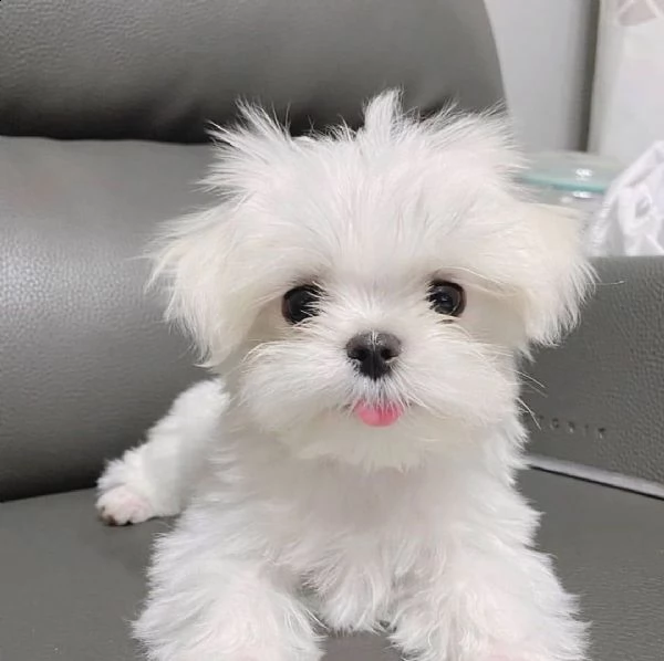 adorabili cuccioli maltesi eccezionali