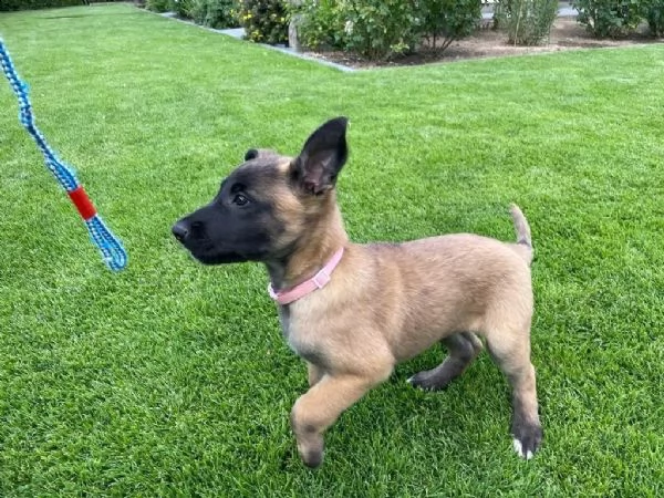 cuccioli pastore belga malinois maschio e femmina | Foto 2