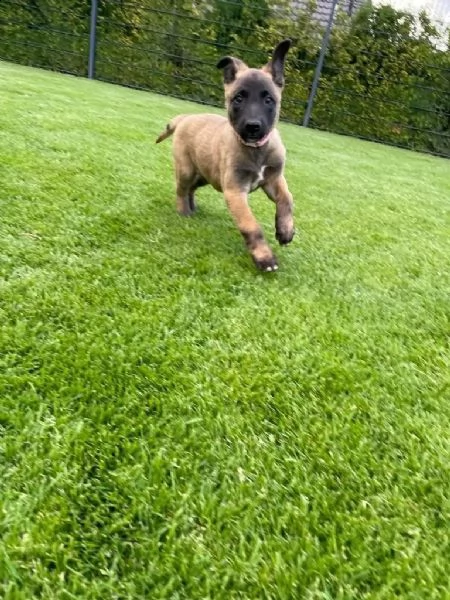 cuccioli pastore belga malinois maschio e femmina