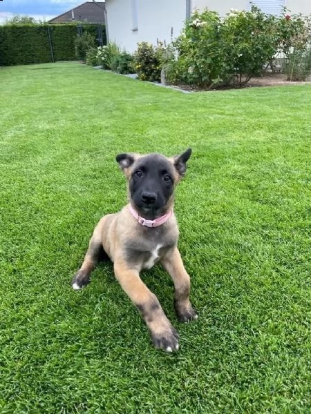 cuccioli pastore belga malinois maschio e femmina | Foto 1